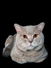 Image showing Gray British Cat