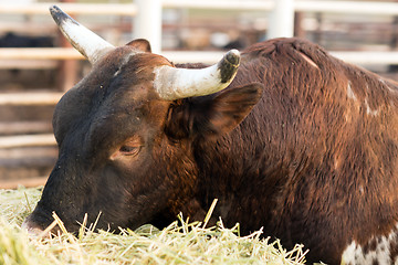 Image showing Bull Cow Gets Morning Feeding Washington Country Ranch