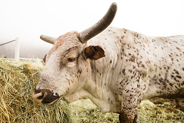 Image showing Bull Cow Gets Morning Feeding Washington Country Ranch