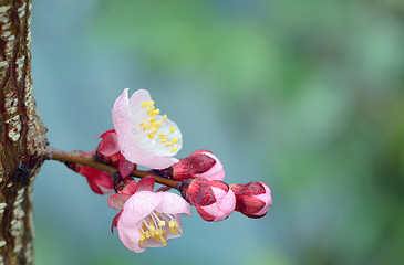 Image showing Spring with pink flowers