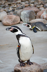 Image showing one little pinguin stand on a stone