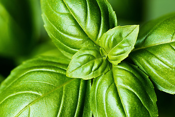 Image showing Fresh basil leaves (detail)