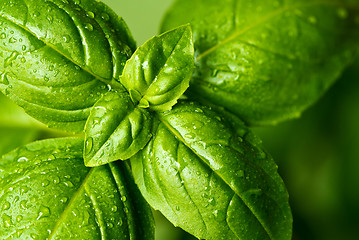 Image showing Fresh basil leaves (detail)