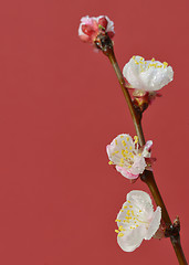 Image showing brunch cherry blossoms 