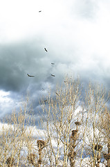 Image showing White stork colony - Ciconia ciconia