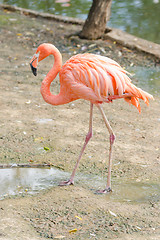 Image showing Red flamingo Phoenicopterus ruber