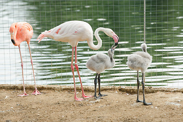 Image showing Pink flamingo Phoenicopterus roseus feeding chicks