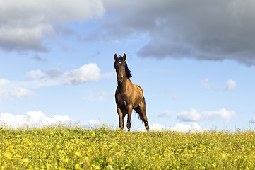 Image showing Chestnut horse