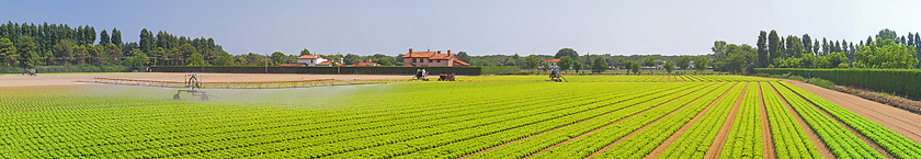 Image showing Panoramic Salad Field