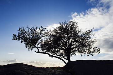 Image showing Silhouette tree