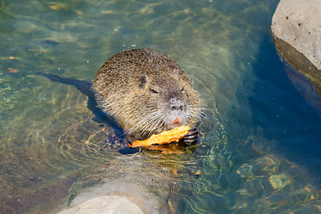 Image showing European Beaver eating a carrot