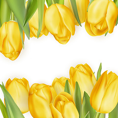 Image showing Yellow fresh tulips on white. EPS 10