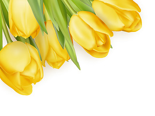 Image showing Yellow fresh tulips on white. EPS 10