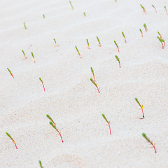 Image showing Green sprouts in desert sands