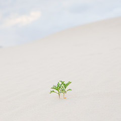 Image showing Two green plant sprouts in desert sand.