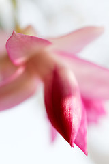 Image showing Christmas cactus