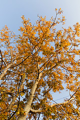 Image showing Autumn tree