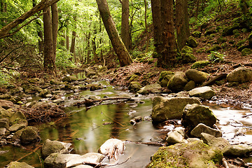 Image showing Brooks in the forest