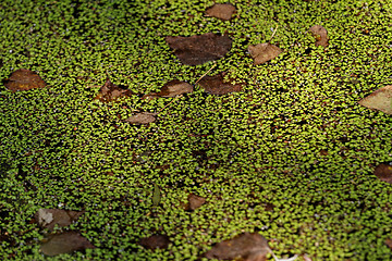 Image showing Duckweed