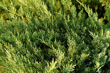 Image showing Fir tree