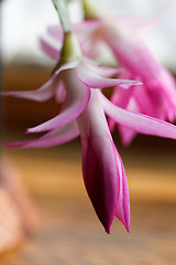 Image showing Christmas cactus