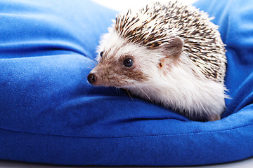 Image showing Cute hedgehog