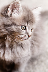 Image showing Beautiful grey kitten