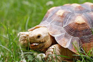 Image showing African Spurred Tortoise