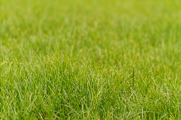 Image showing Green grass