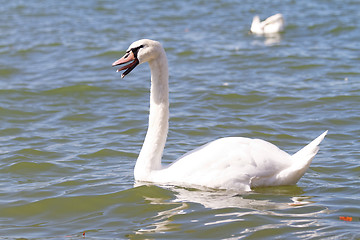 Image showing White swan