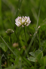 Image showing Alfalfa