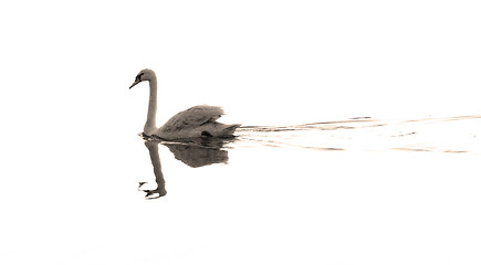 Image showing Lonely swan