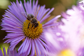 Image showing Bee on the flower