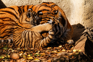 Image showing Tiger mum