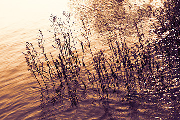 Image showing Grass in the lake