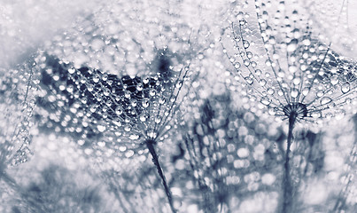 Image showing Plant seeds with water drops