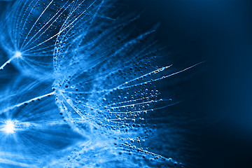 Image showing Plant seeds with water drops