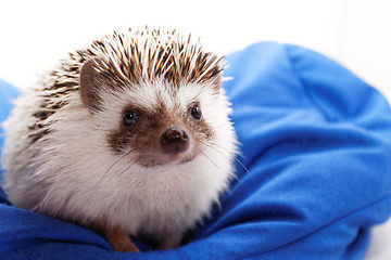 Image showing Cute hedgehog