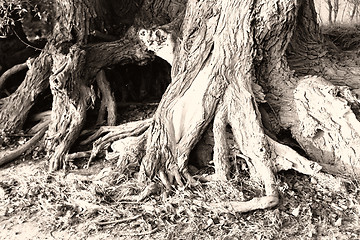 Image showing Tree root