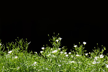 Image showing Sweet alyssum