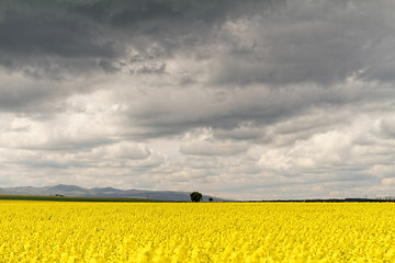 Image showing Colza field