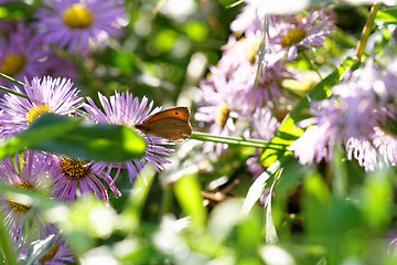 Image showing Purple flower and a brown butterfly