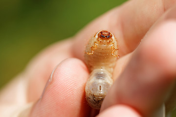 Image showing Chafer grubs