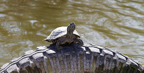 Image showing Cute turtle