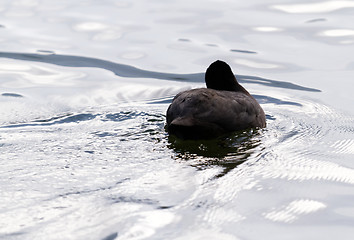 Image showing Mallard