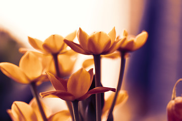 Image showing Orange flower