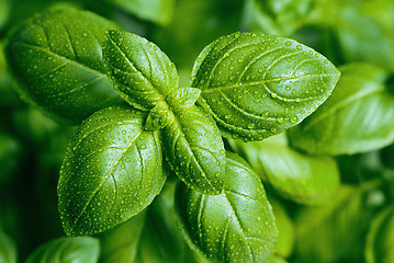 Image showing Basil leaves with water drops