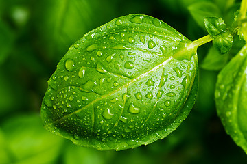 Image showing Fresh basil leaf with water drops