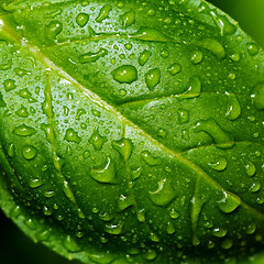 Image showing Basil leaf with water drops