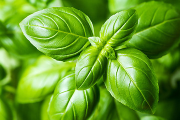 Image showing Fresh basil leaves